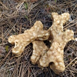 Hueso Funcional de L-carnitina