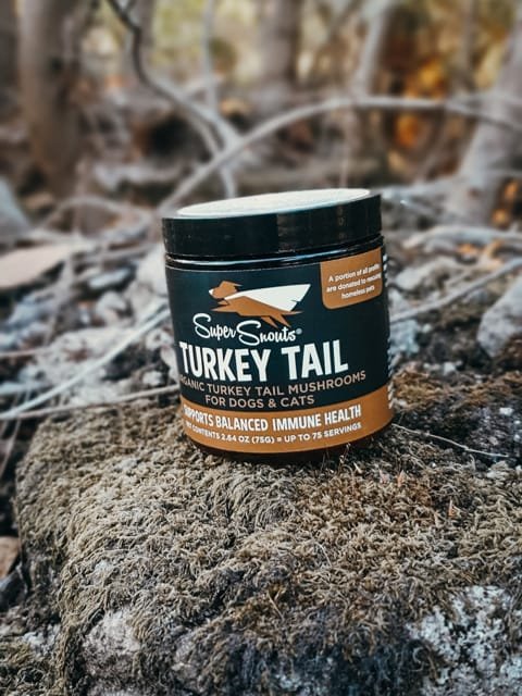 Turkey Tail Cola de Pavo - Imagen 2