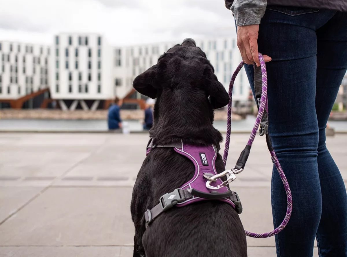 Arnes DOG Copenhagen Confort Walk Pro Fucsia - Imagen 5