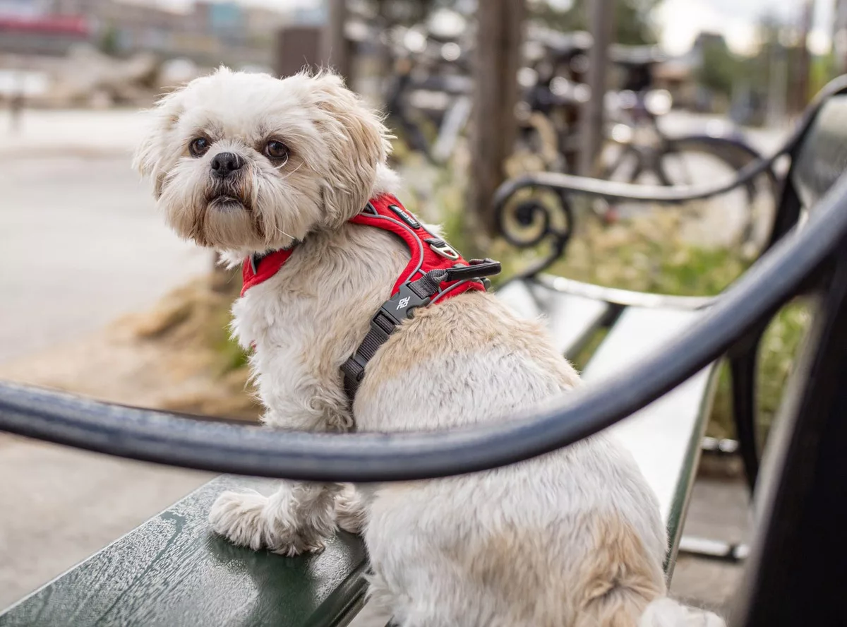 Arnes DOG Copenhagen Confort Walk Pro Fucsia - Imagen 7