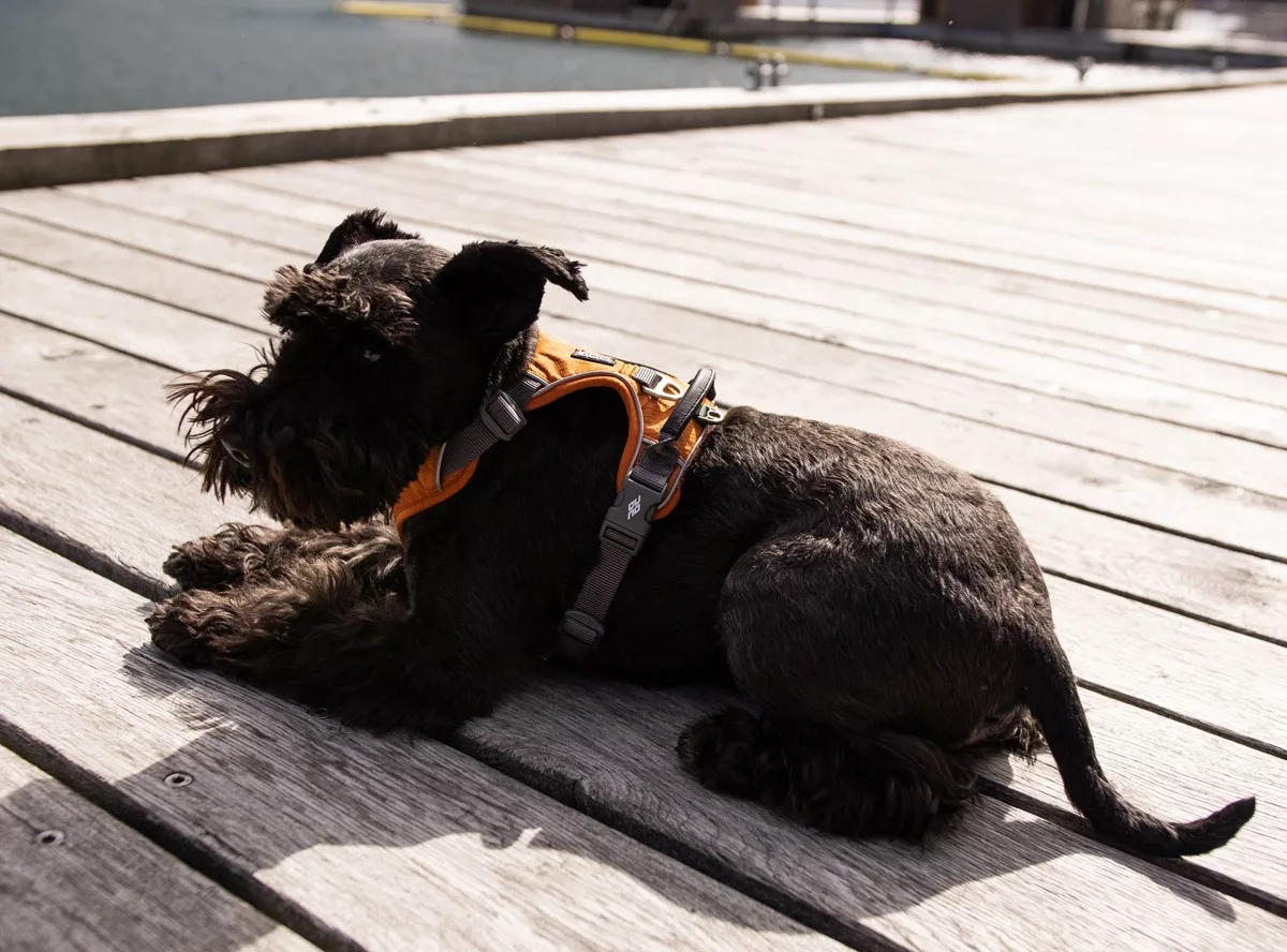 Arnes DOG Copenhagen Confort Walk Pro Fucsia - Imagen 6