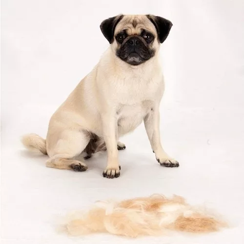 Furminator Perro Pelo corto - Imagen 5