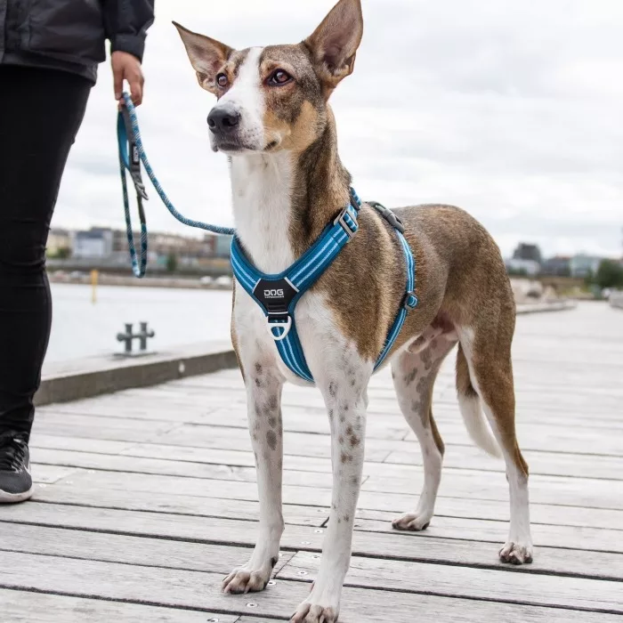 Arnés DOG Copenhagen Confort Walk Air Morado - Imagen 9