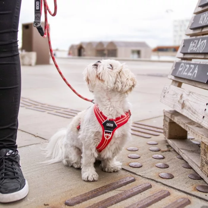Arnés DOG Copenhagen Confort Walk Air Morado - Imagen 6