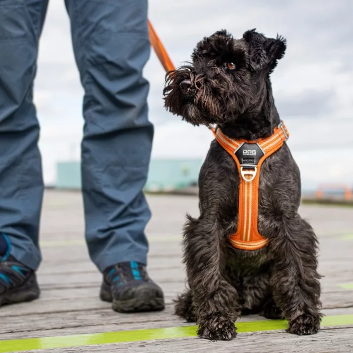 Arnés DOG Copenhagen Confort Walk Air Morado - Imagen 10