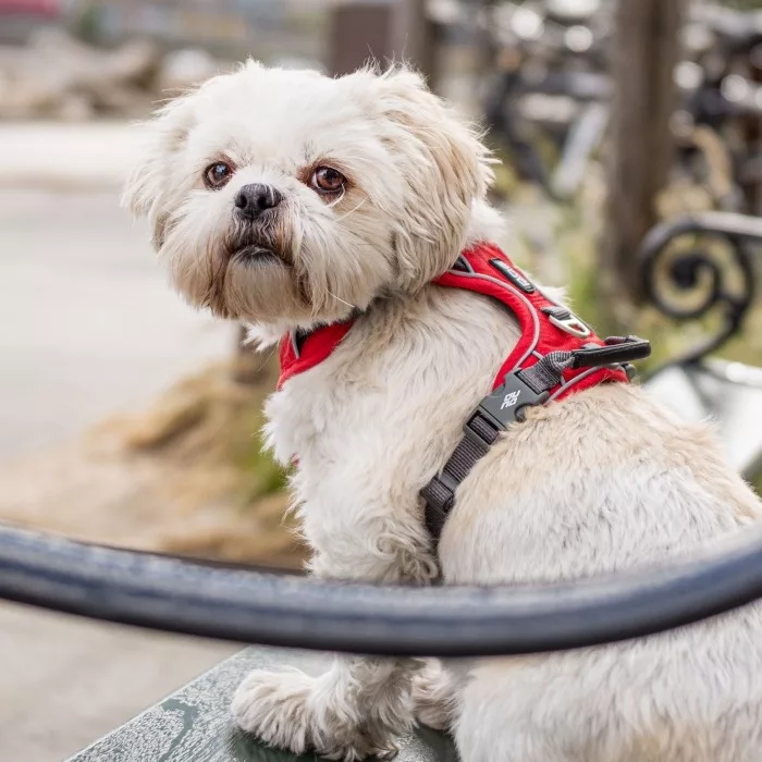 Arnes DOG Copenhagen Confort Walk Pro Rojo - Imagen 6